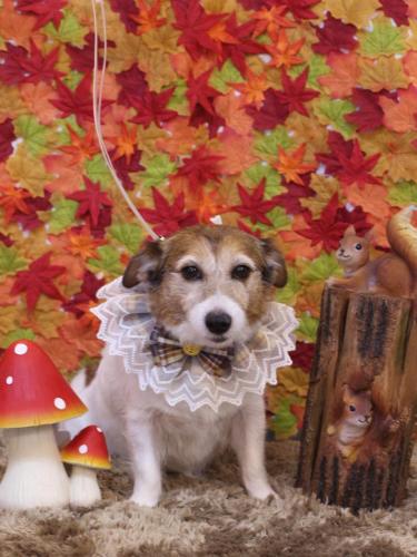 20241119こはるちゃん